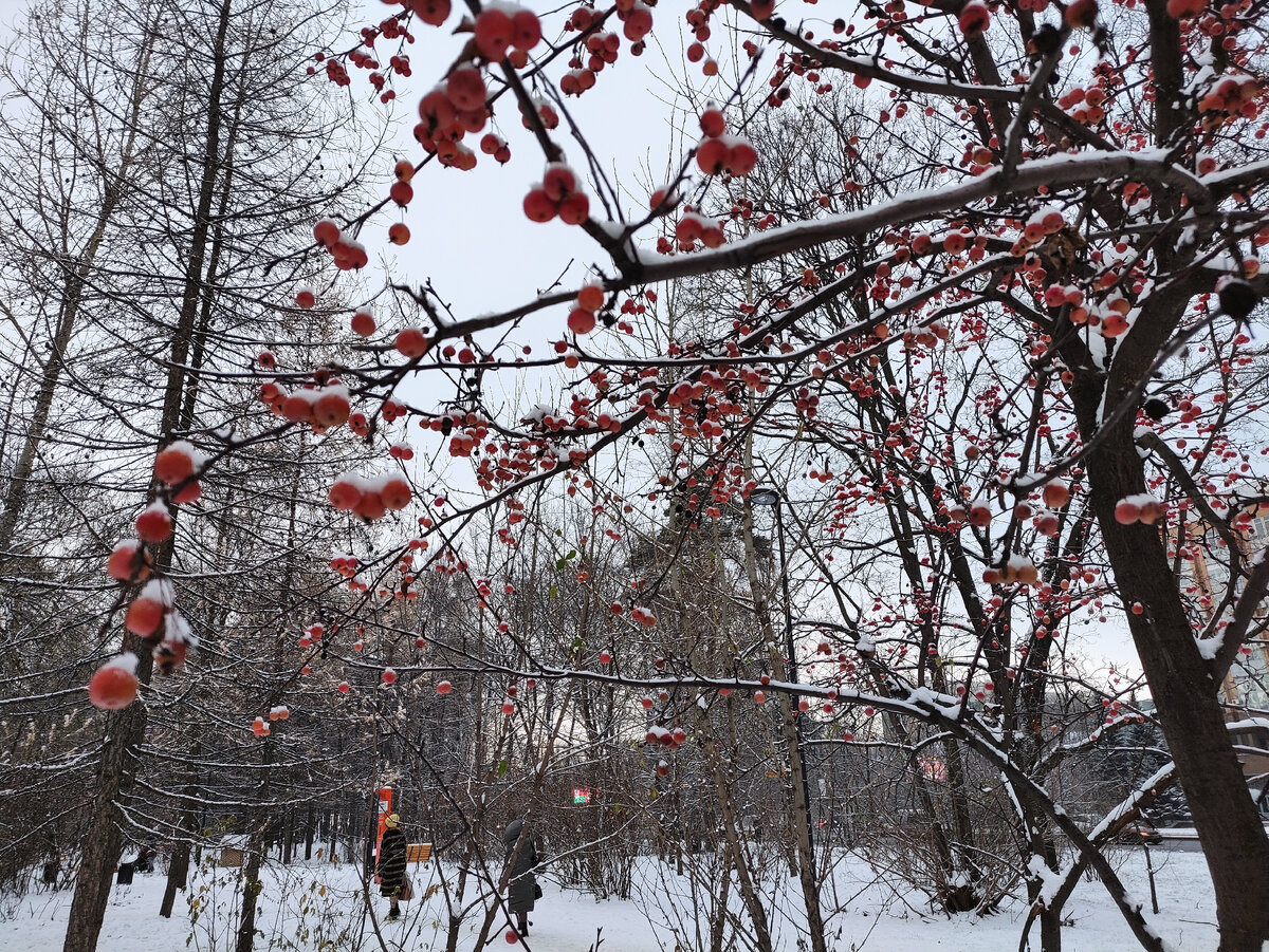 Завидую единорогам из сказки, которые могут стоять спокойно под яблоней и хрустеть её плодами
