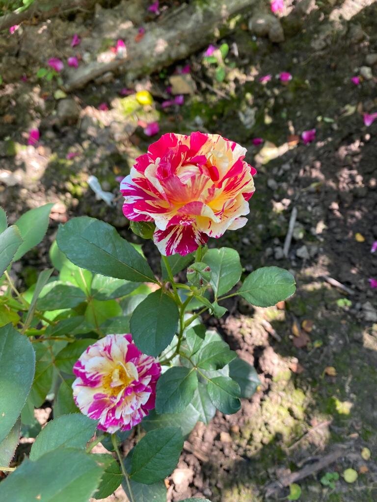 Не болела и стойко росла и цвела на восточной стороне участка под сенью яблонь