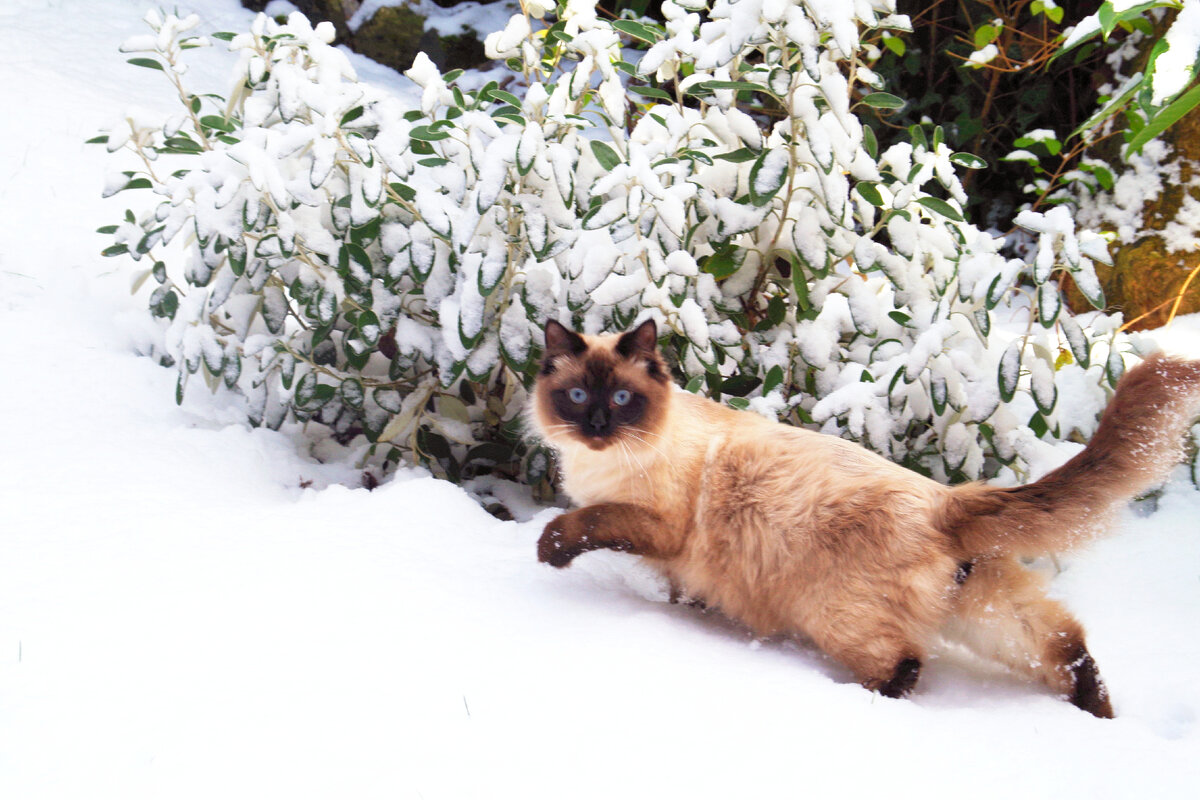 Котик идёт по мягкому снежку и удивляется тому, как же легко сдать итоговое сочинение