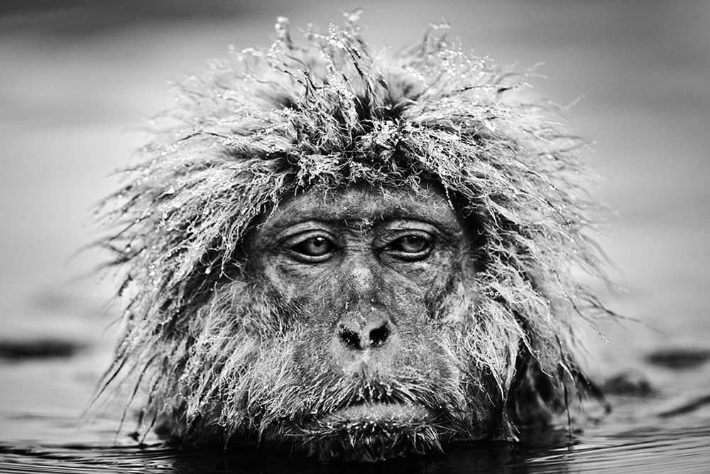  David Yarrow Photography /    / * 1966  (      )