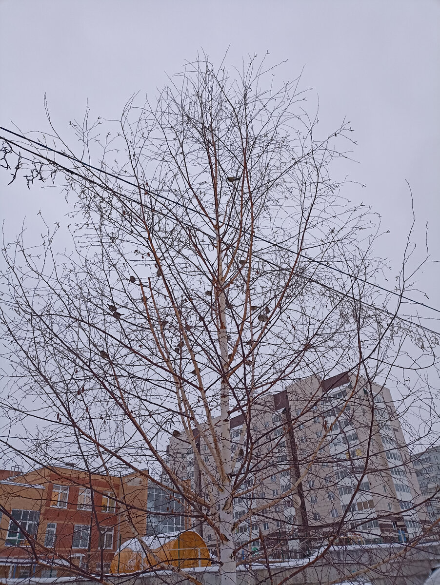 В ожидании трапезы на берёзе. Фото автора