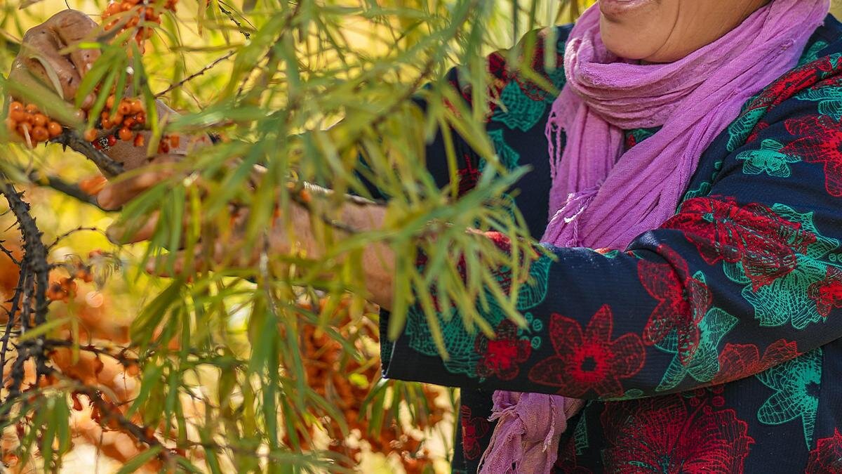   Женщина собирает плоды с дерева:pexels.com