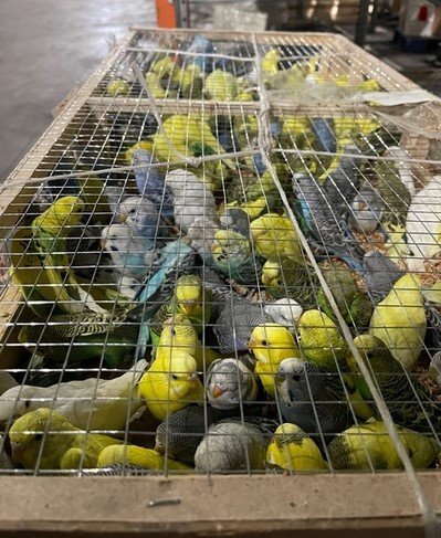 Фото: пресс-служба Северо-Западного межрегионального управления Россельхознадзора