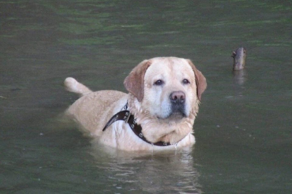     Породистого пса со щенком могли увезти в Новосибирск. Фото: Предоставлено героями публикации