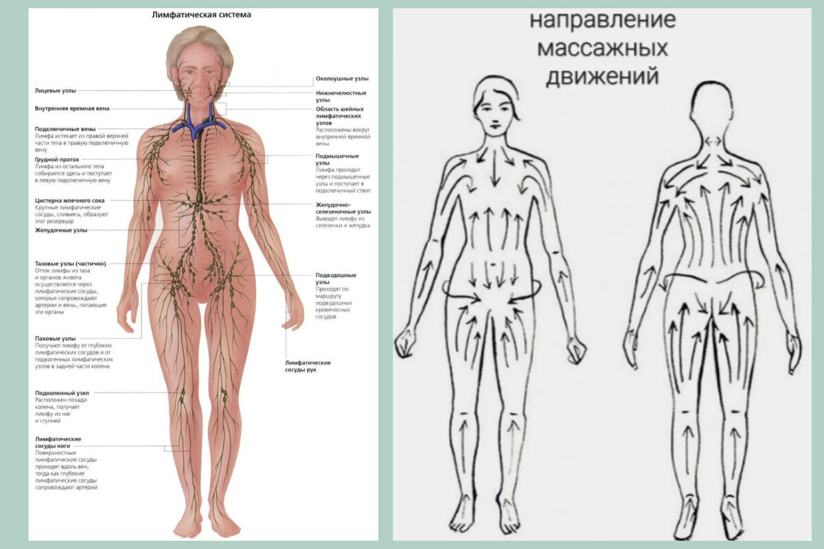 Лимфатическая система