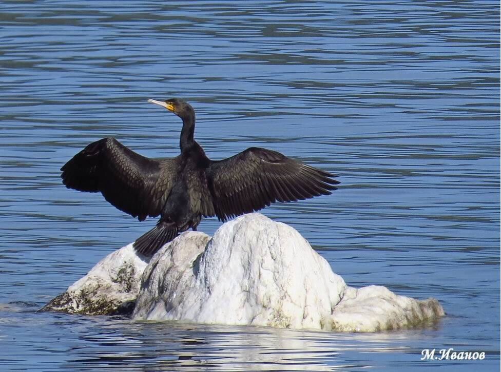 © Фотография Михаила Иванова с сайта Сибирского сообщества бёрдвотчеров sibirds.ru