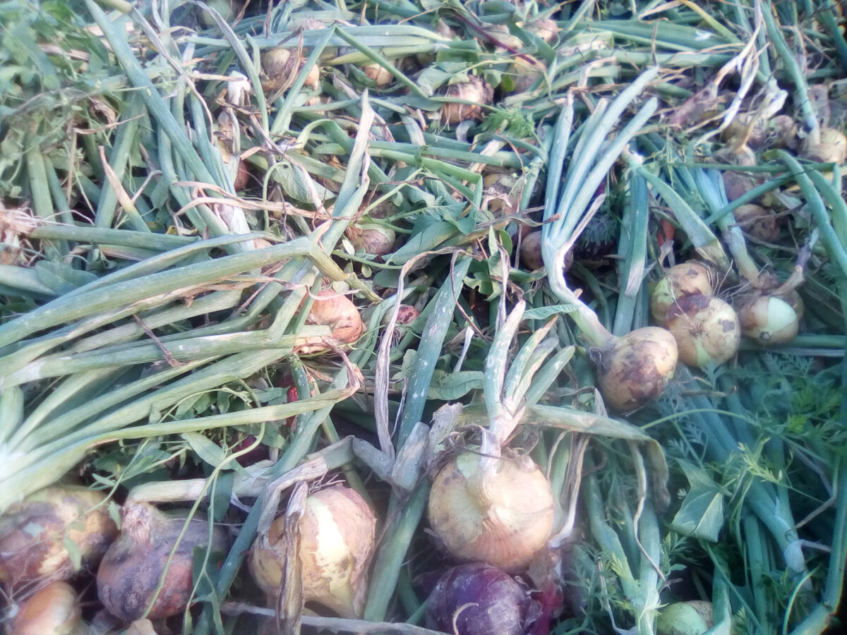 лук репчатый