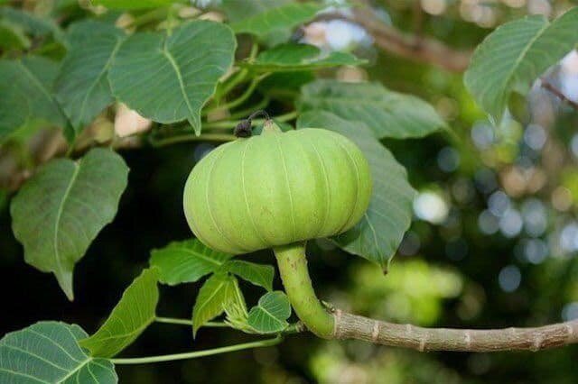 В лесах Индии растет растение калир-канда, называемое на местном наречии "обмани желудок". Съев 1-2 листочка его, человек чувствует сытость на протяжении целой недели, несмотря на то, что в листьях нет никаких питательных веществ.