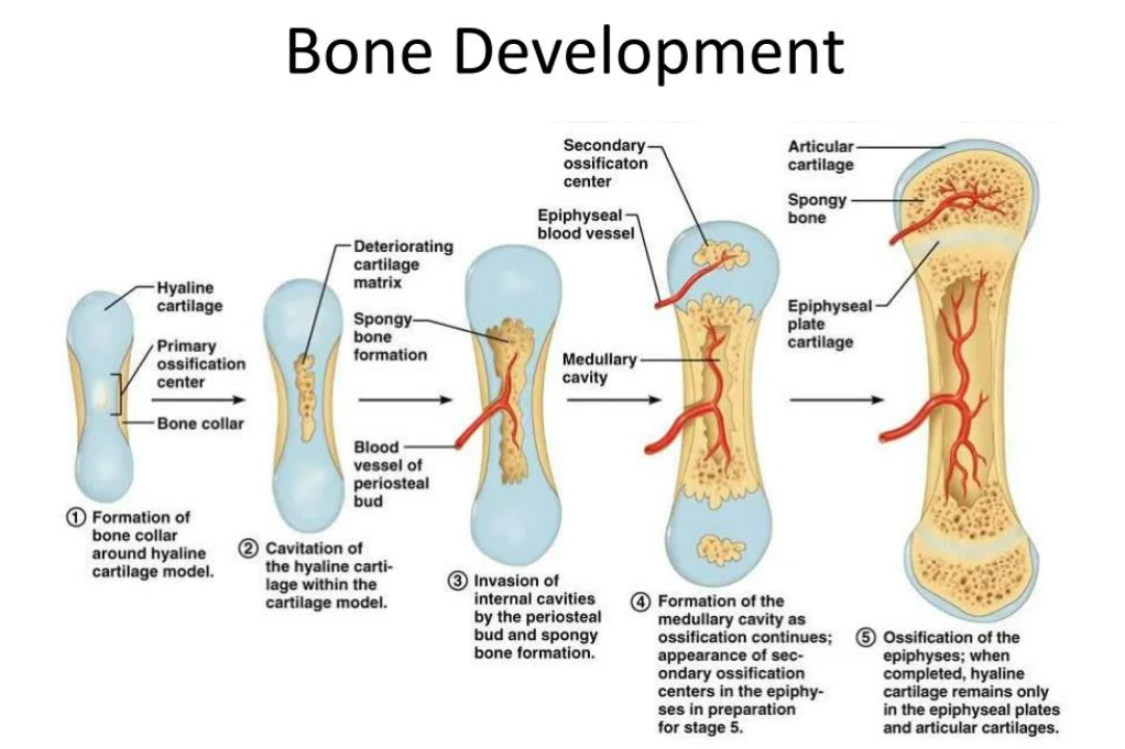 Стадии костей. Способы и механизмы образования костей. Особенности строения кости у детей. Механизмы роста кости. Механизм образования кости.