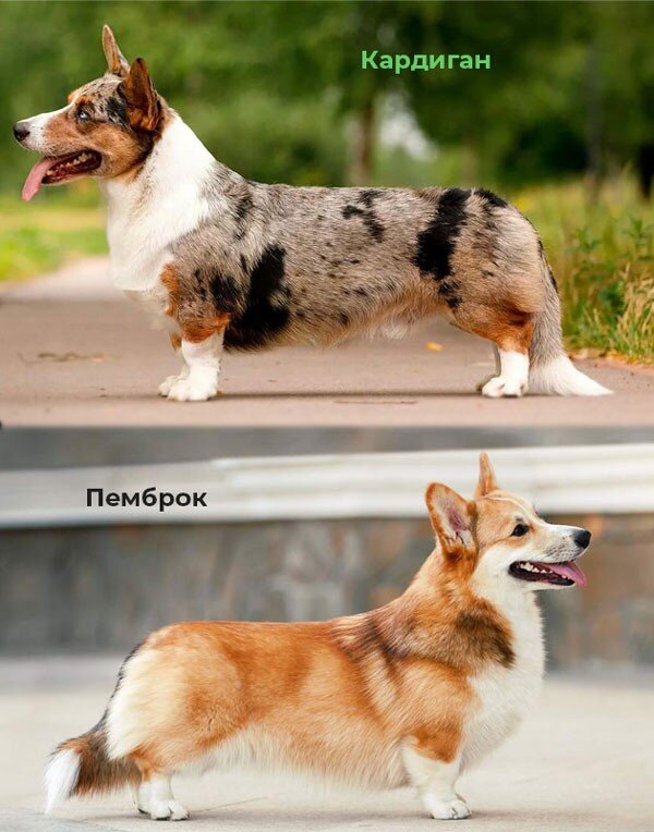 Отличия в телосложении кардиганов и пемброков заметны даже на фотографии