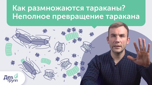 Как размножаются тараканы? Жизненный цикл, неполное превращение и идеальные условия для жизни | СЭС