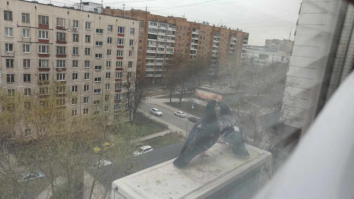 Парочка голубей  за окном