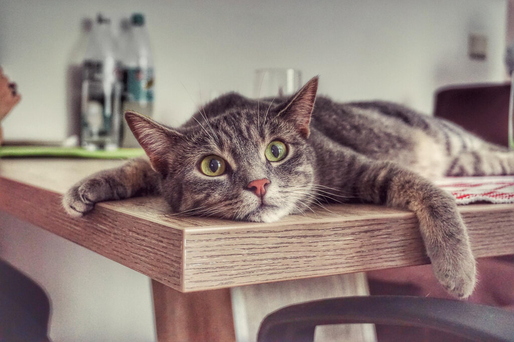 Источник фото: https://murkoshka.ru
