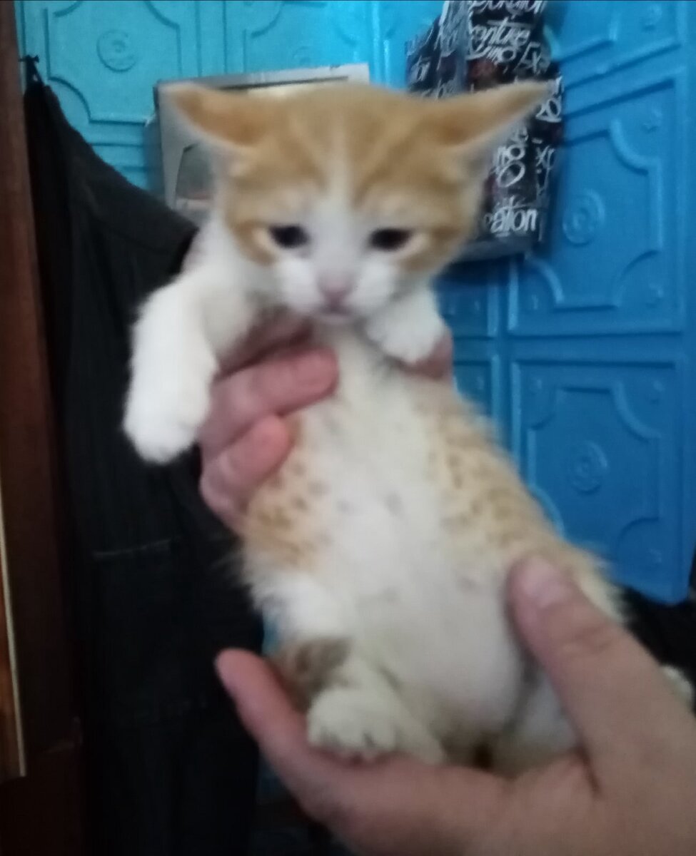 Рыжиков отправили и на этом всё. 