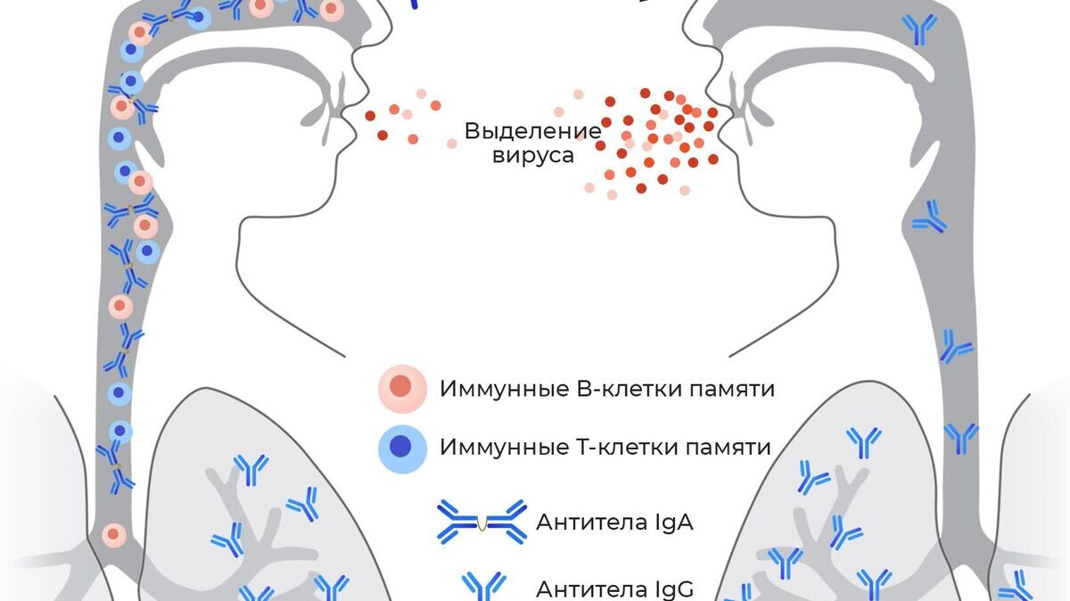    После назальной вакцины в носу и верхних дыхательных путях образуются антитела IgA, а также резидентные В- и Т-клетки памяти, предотвращающие распространение инфекции в легкие и выделение вируса во внешнюю среду© Инфографика