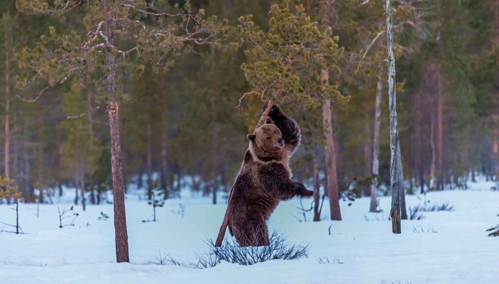 Владимир Орлов