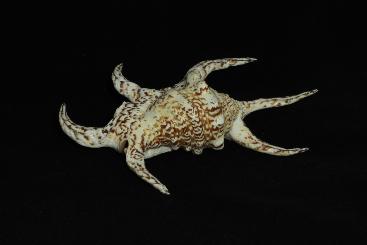 Lambis chiragra - Подагрический лямбис 
Экспонат Зоологического музея и гербария и. Э.А.Эверсмана