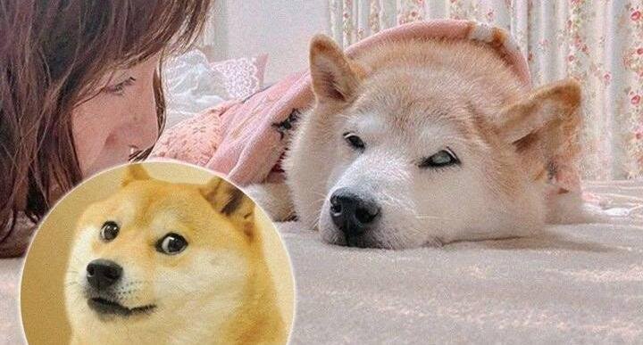 Доги собака мем умерла Собака из всемирно известного мема Doge серьёзно заболела и может умереть Утренн