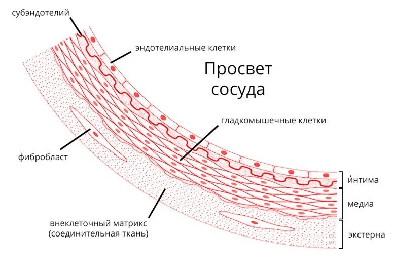 Эндотелий образует однослойную выстилку внутренней поверхности сосудов