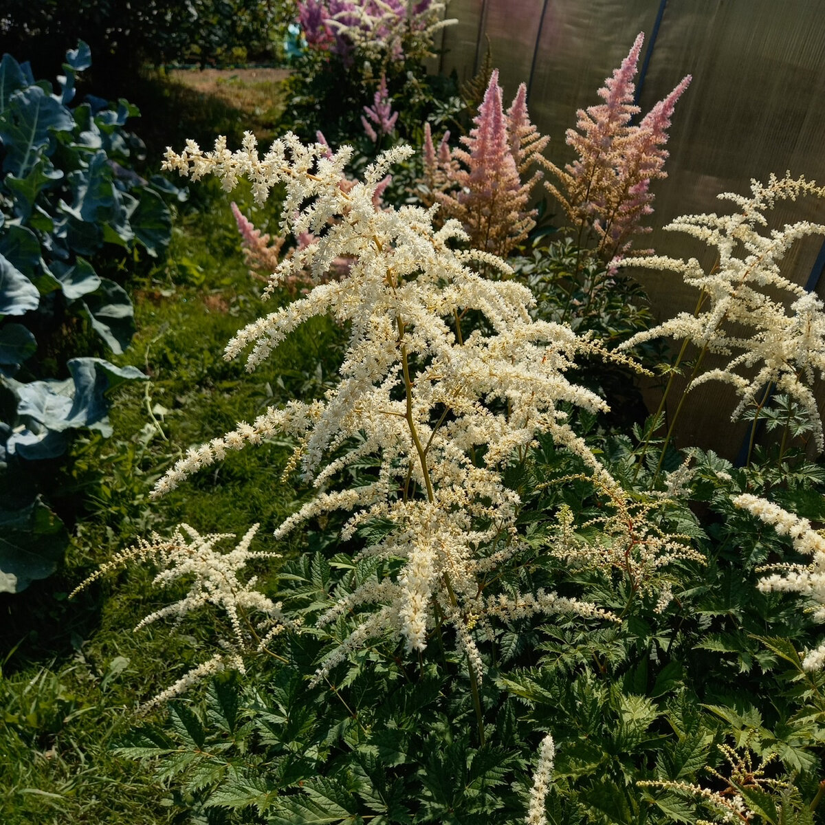 Астильба осенью. Астильба микс. Астильба уход весной после зимы. Астильба японская пич блоссом. Астильба осенью.