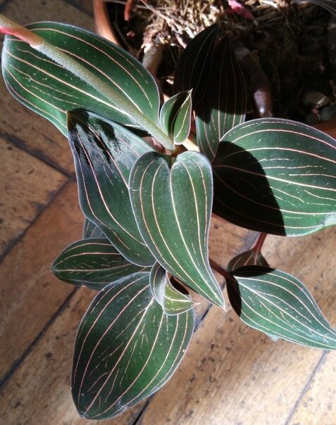 Лудизия двуцветная. Полюбоватся ей можно в Ботаническом музее КФУ.