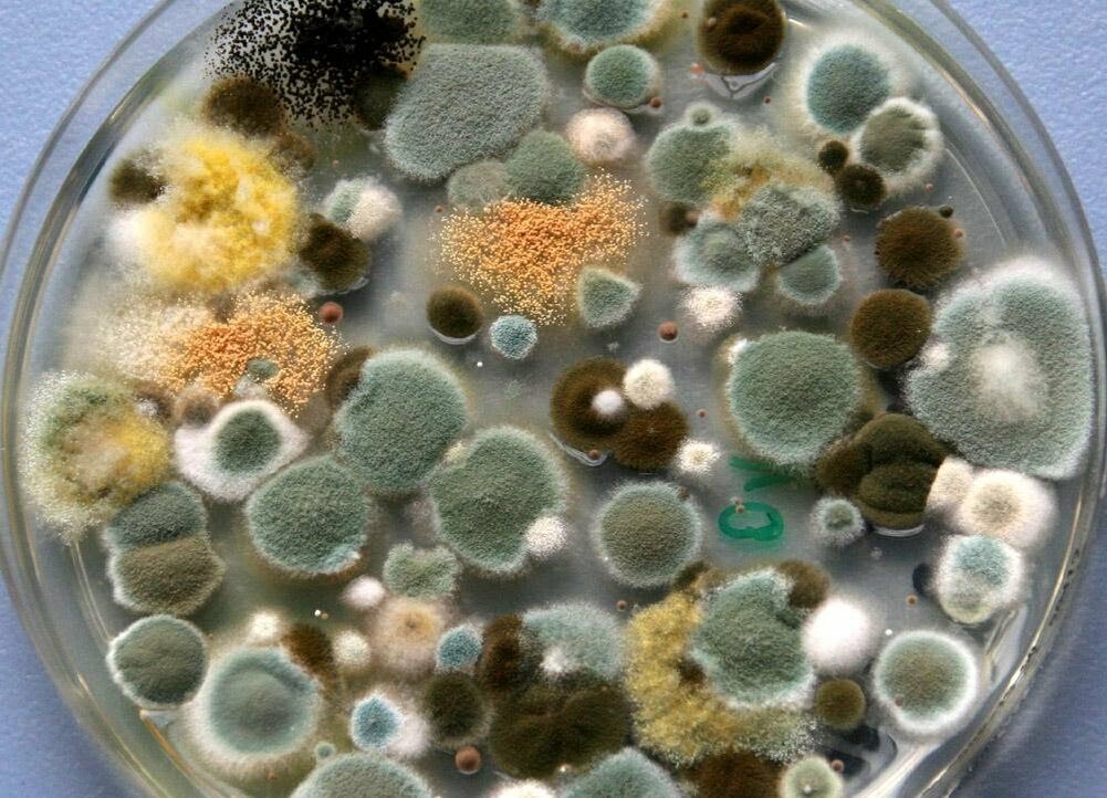 Плесневые грибы аспергилл. Аспергилл грибок плесень. Микотоксины Penicillium. Плесневые грибы бактерии.