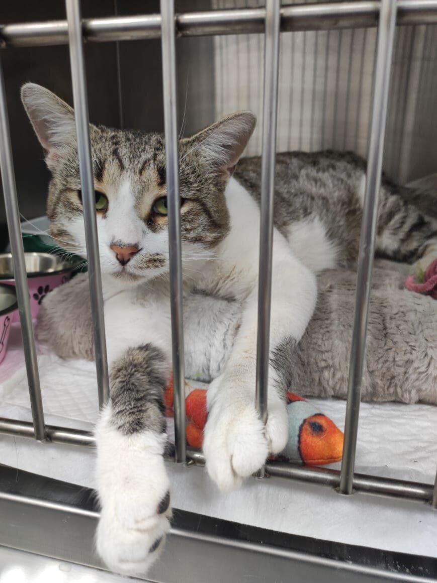 Василий в боксе клиники 