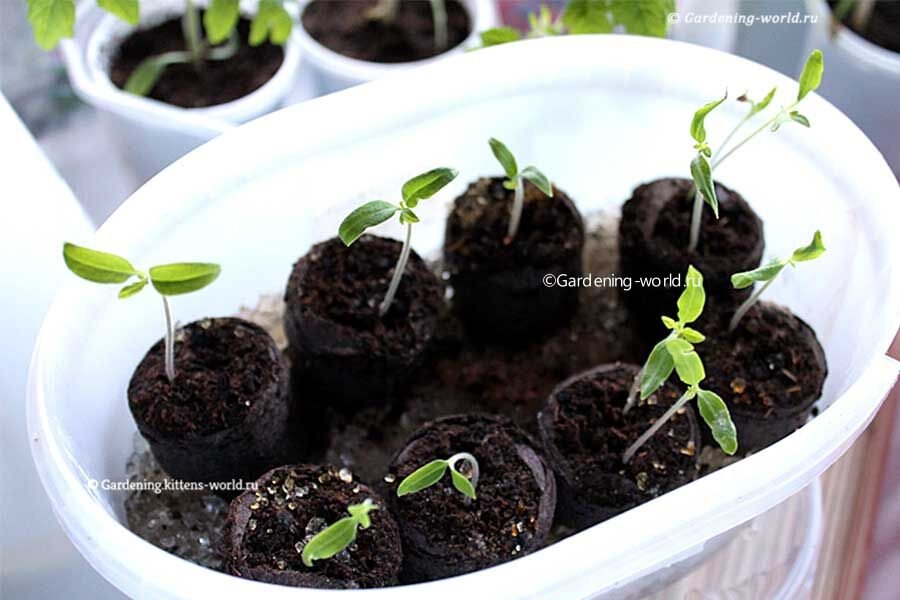 Рассада томатов в торфяных таблетках. Фото автора.