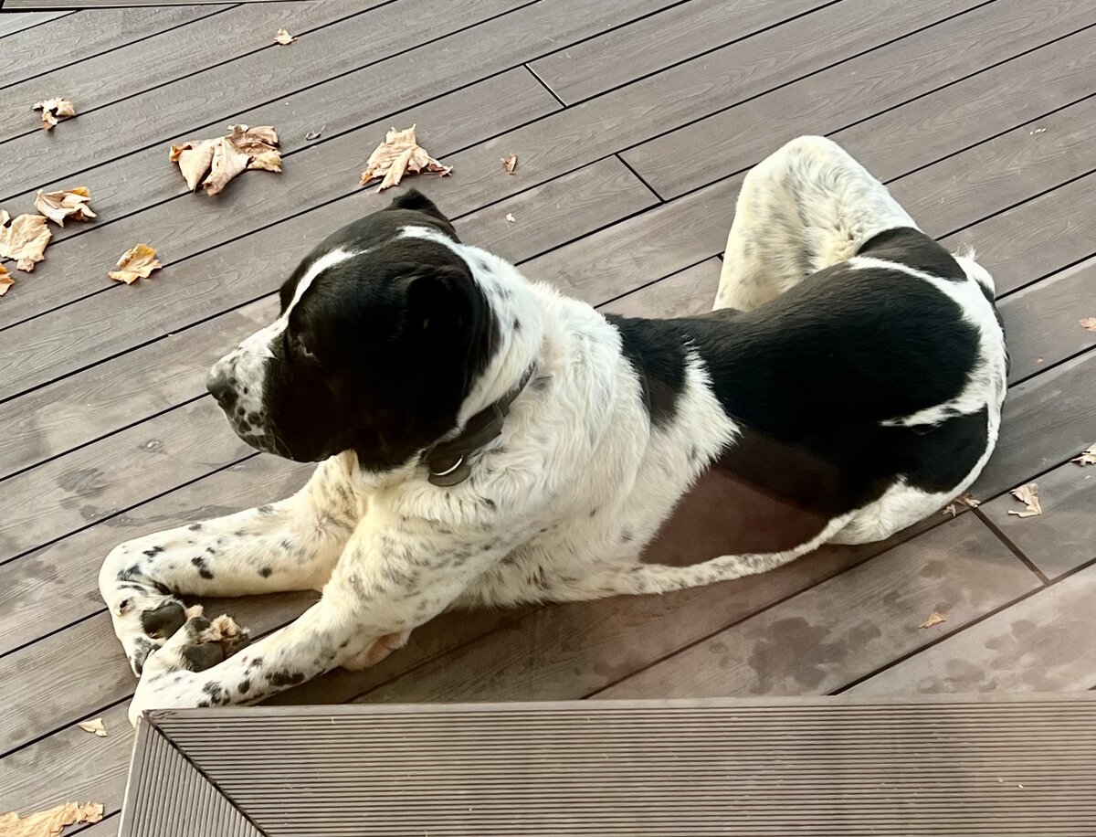 Одна из «коронных» поз Севы: «лапки сердечком»♥️