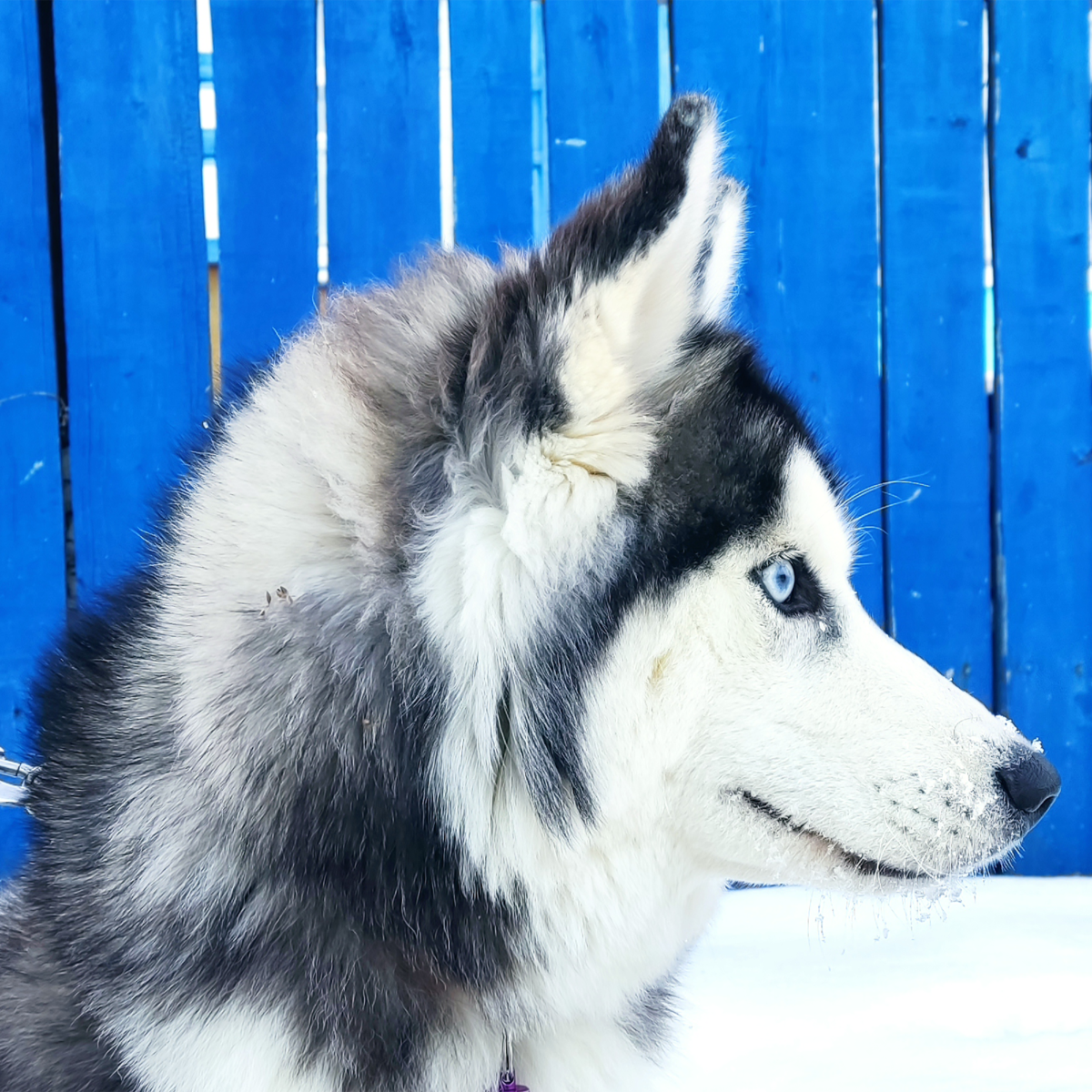 Хаски по имени Мани