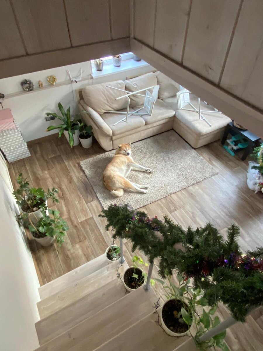 Стулья для уборки подняла, просто фото с собакой смешное