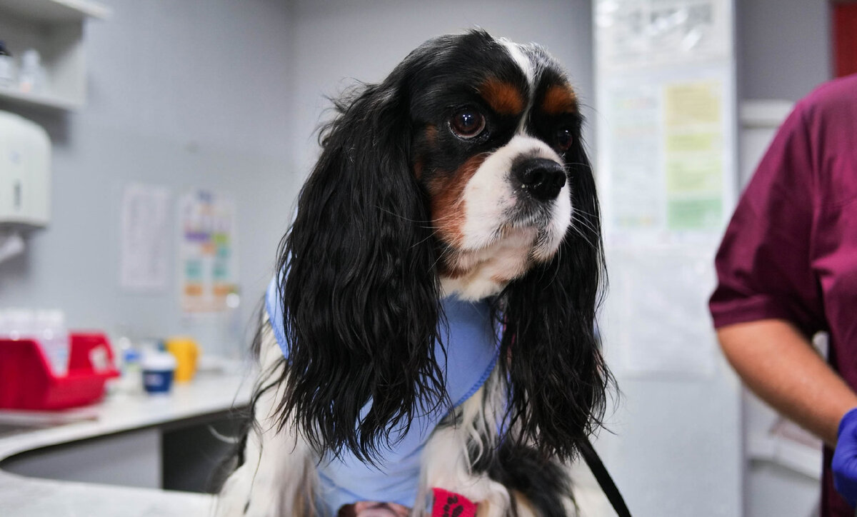 Лечение отита и ушей у собак - Ветеринар-Дерматолог