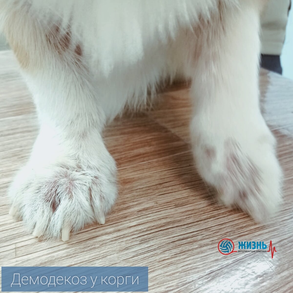 Кожные покровы пораженные демодекозом.