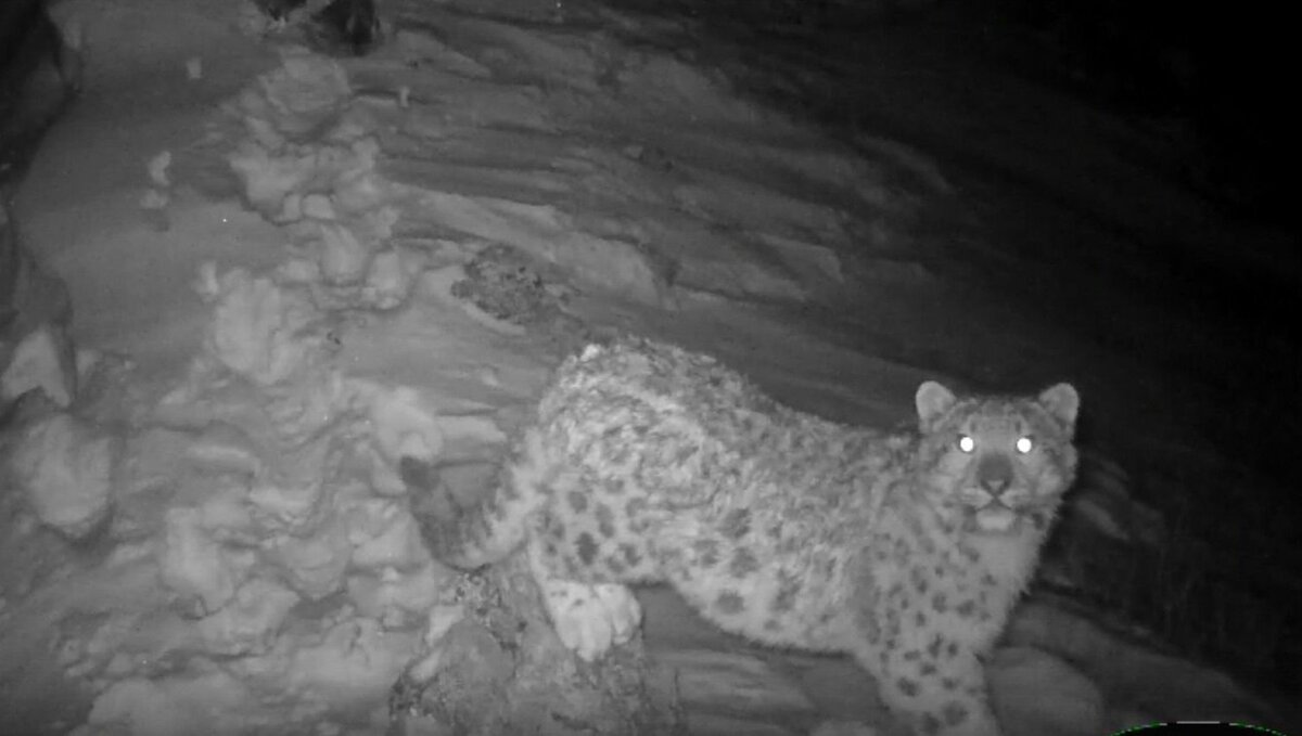     Саяно-Шушенский заповедник опубликовал видео с котятами краснокнижного снежного барса. Они на какое-то время пропали из виду, но теперь вновь показались на камерах.