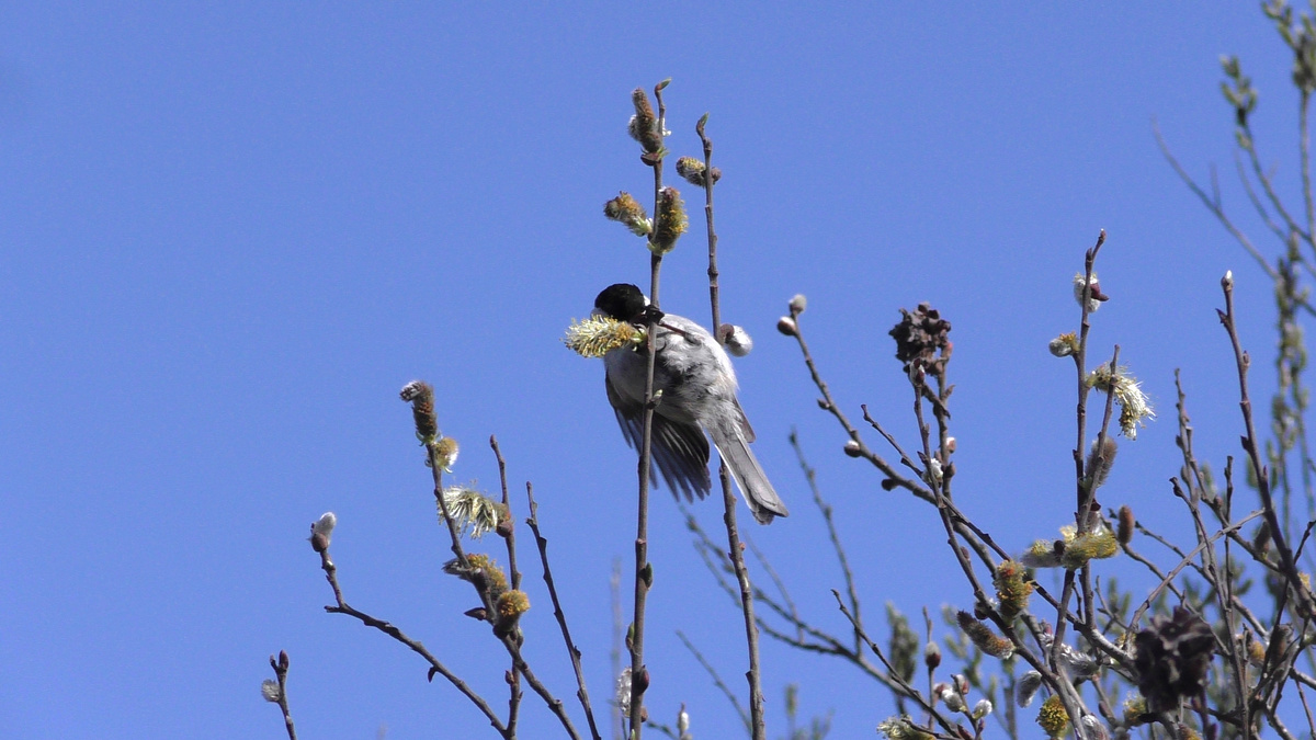 Ивовая пыльца - деликатес..., а может, и насекомые заодно попадутся