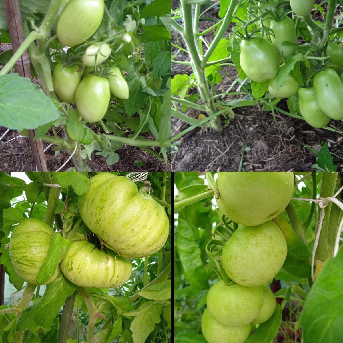 Здесь сорта: первые два сорта утерялись названия (вероятно это сорт июньский) шоколадная зебра и яблонька россии