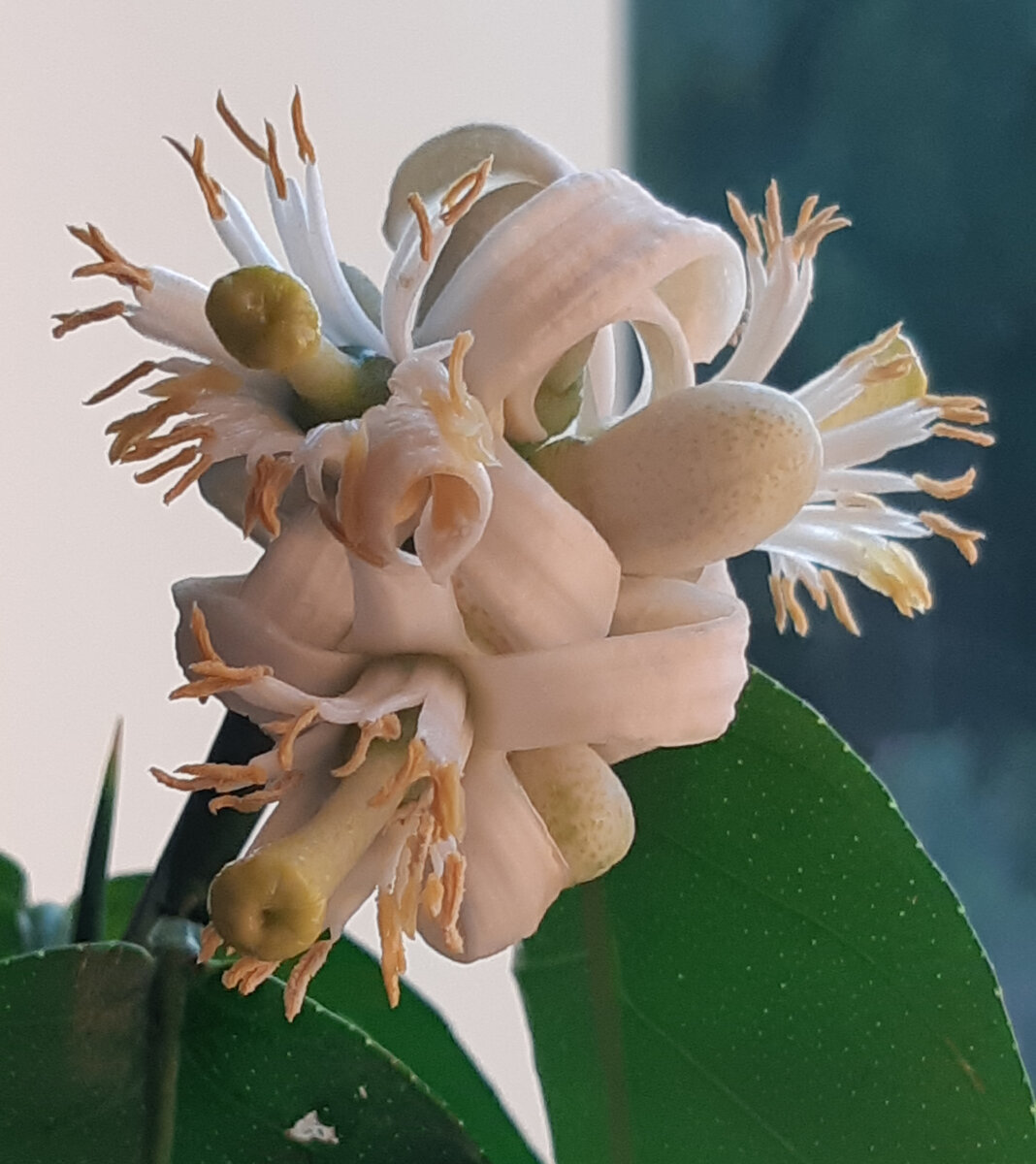 Лимон Пандероза