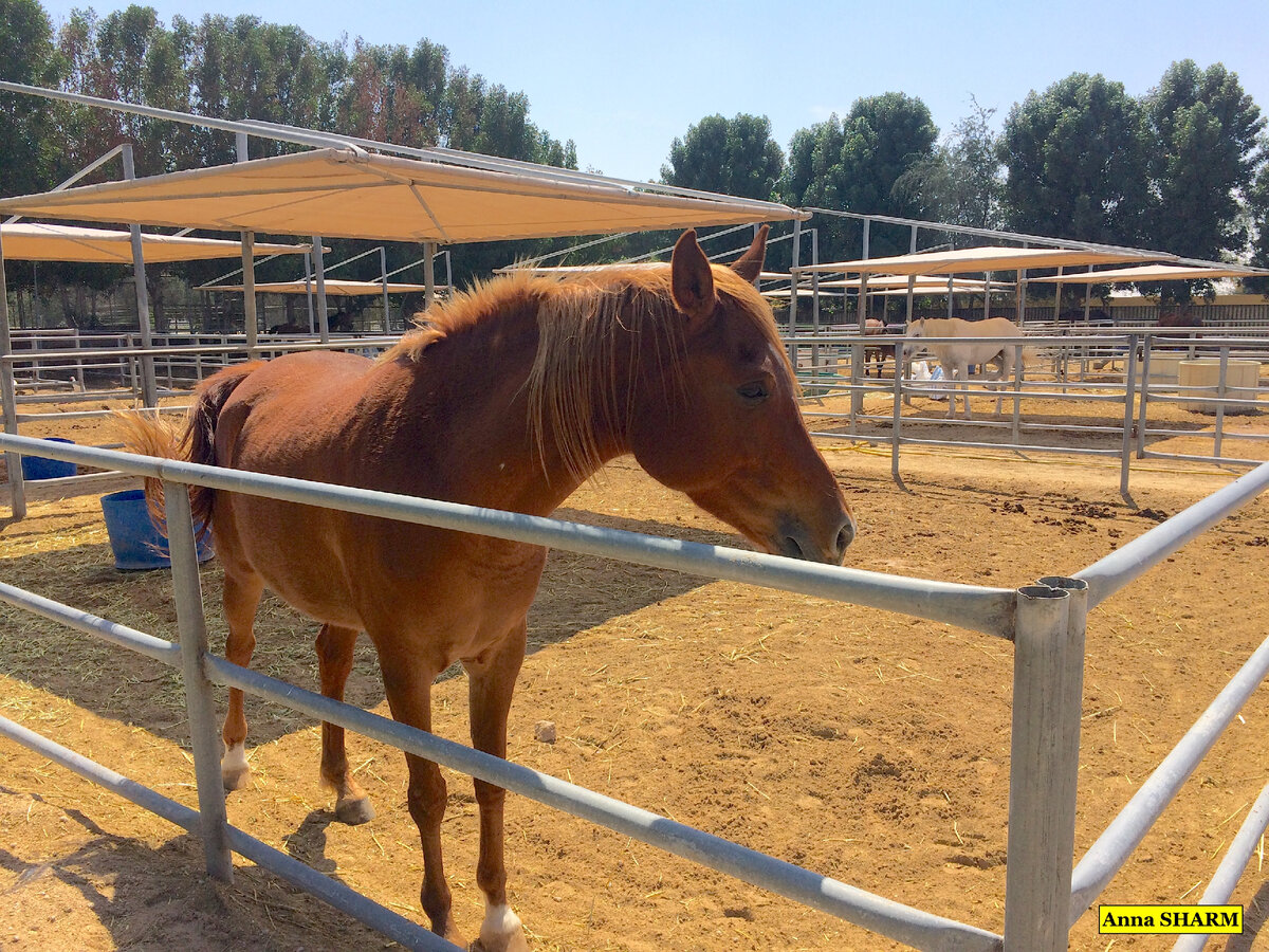 Испокон веков местные лошади были очень важной частью быта бедуинов.