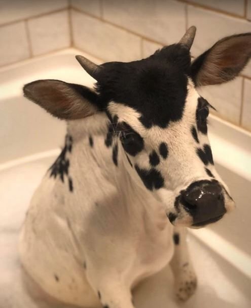      Клонированная корова Ласточка