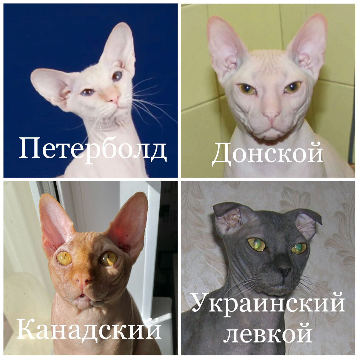 сфинкс кот