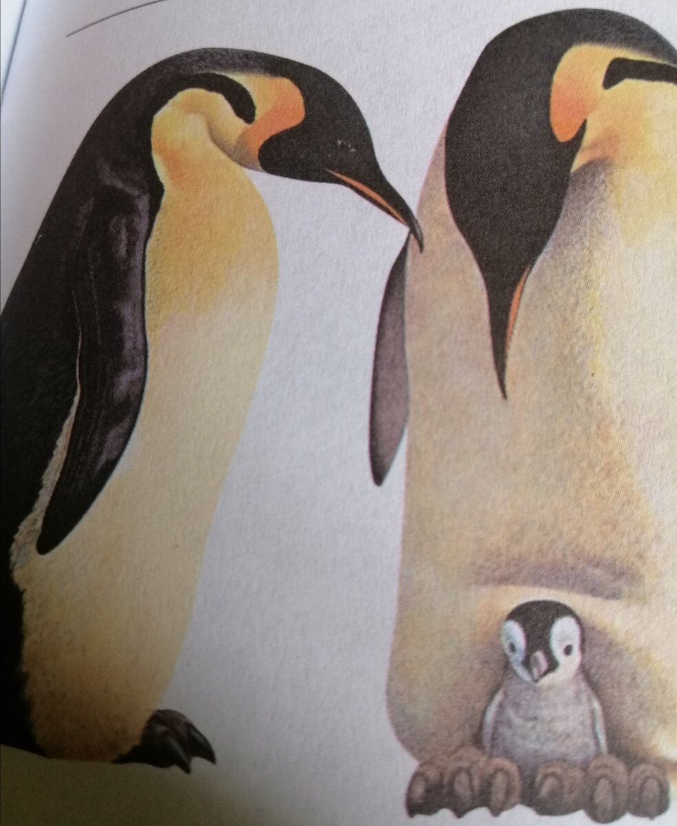 Вот на этой картинке увидел. 