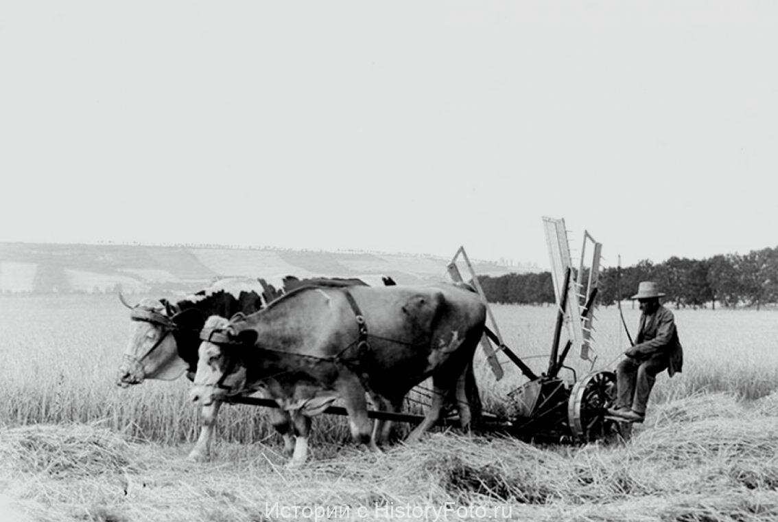 Бык с киргизии. Старого вола. Сочи 1900 год буйволы в упряжке. Порода венгерский вол. Старого вола.