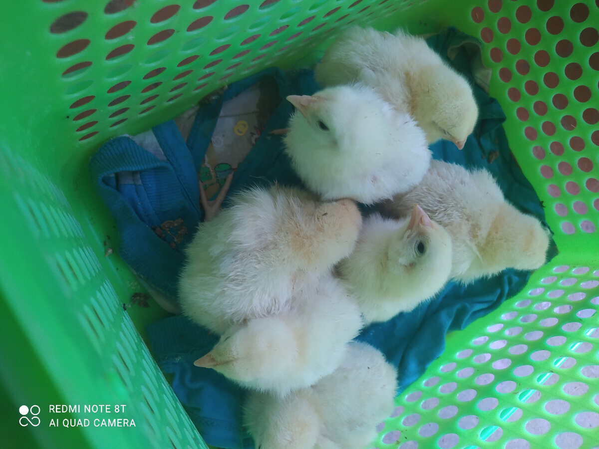 Наши первенцы,их переезд домой в корзинке🤗. Для начала я решилась на семерых. Было просто интересно посмотреть как они растут и развиваются. 