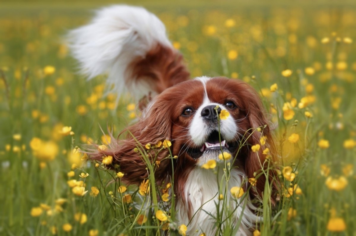    В Подмосковье собака спасла хозяйку после инсульта