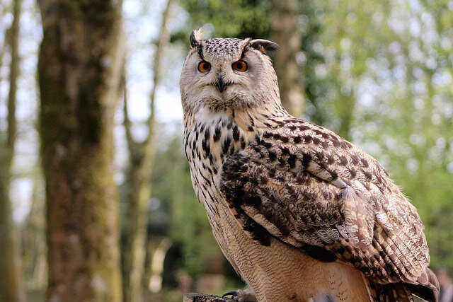 Фото: pixabay.com