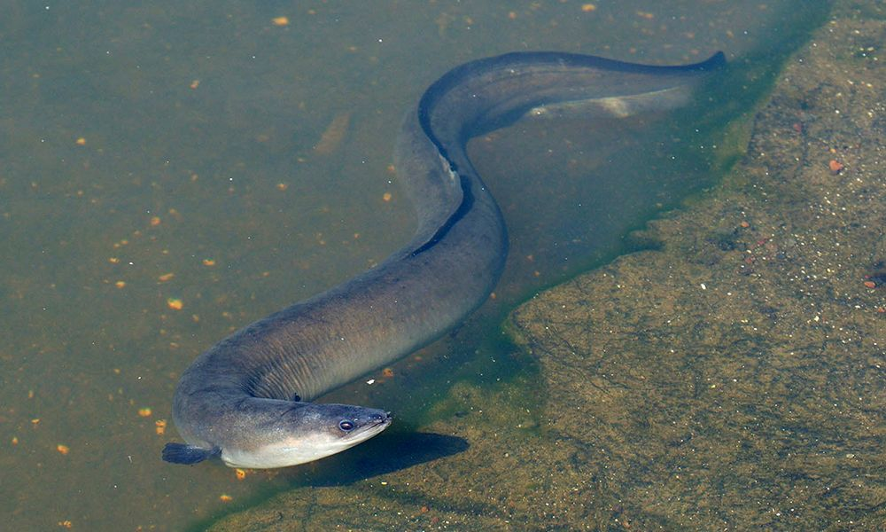 Кто-то: Вечно молодой и вечно пьяный.
Речной угорь: Вечно взрослый и вечно серьёзный. 