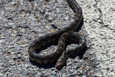    Змея ©Jeffrey Hamilton Unsplash.com