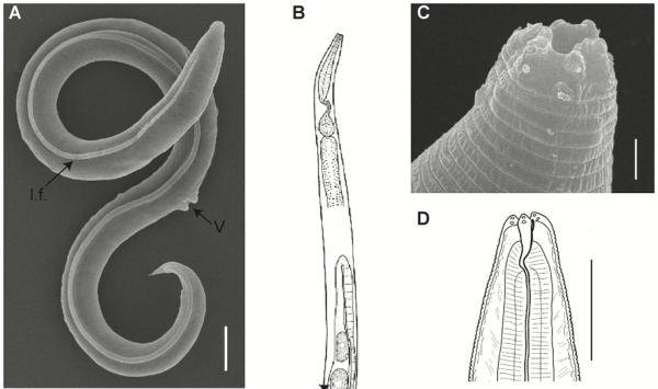    Фото: journals.plos.org