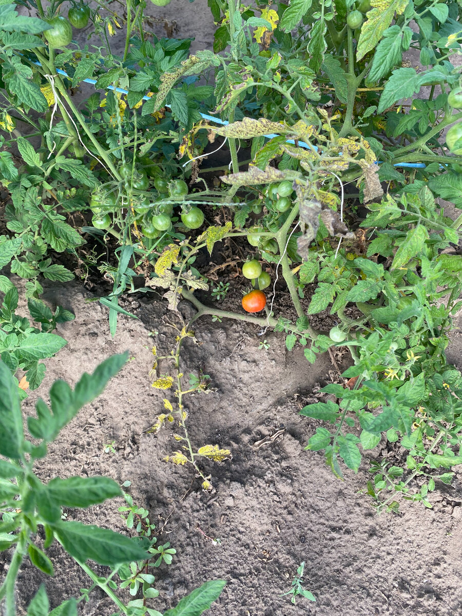 малыши краснеют