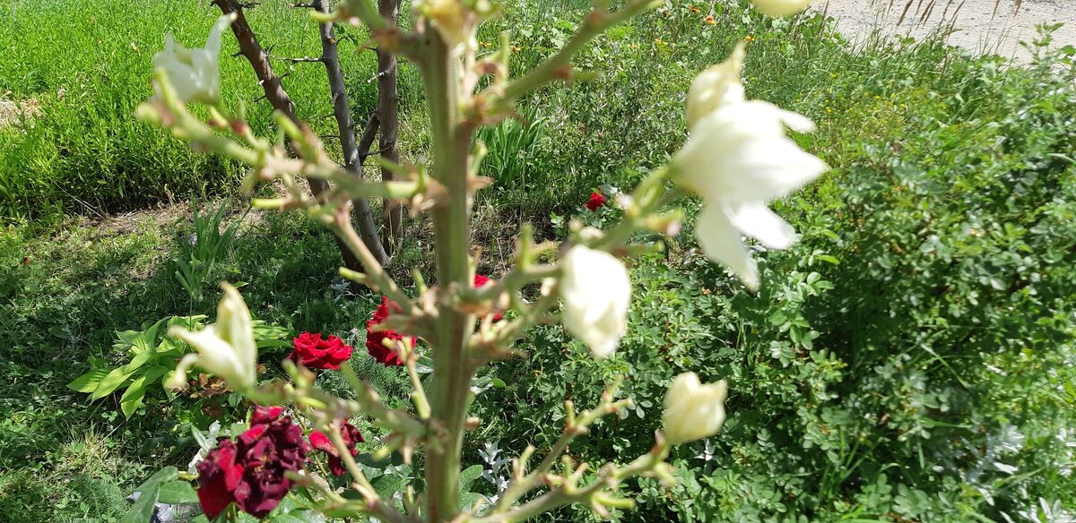 Юкка  отцветает. Авторское фото. 